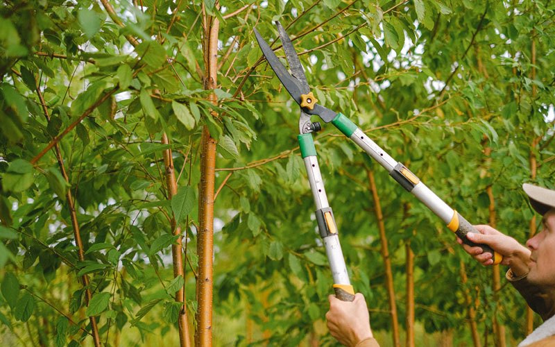 Tree trimming in Vardaman, MS
