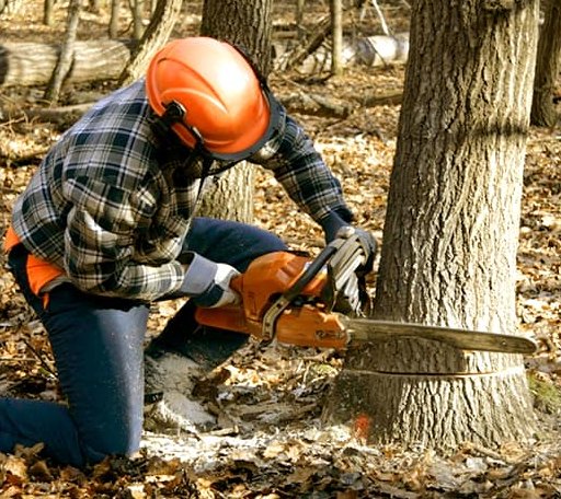 Tree Removal in Vardaman, MS